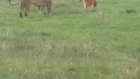 Lions vs maasai dog