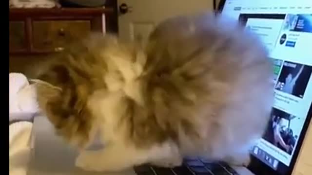 Funny cats making mess