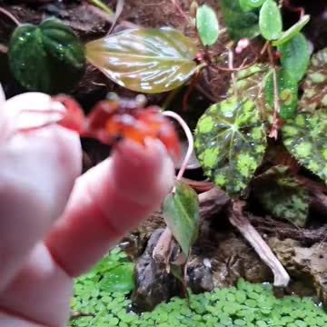 Meet my new cute little pets