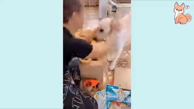 Funny dog video,it's time to laugh 2022 with dog's live#2 memes.....