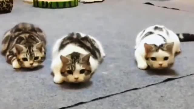 The kitten's feathers are as white as snow