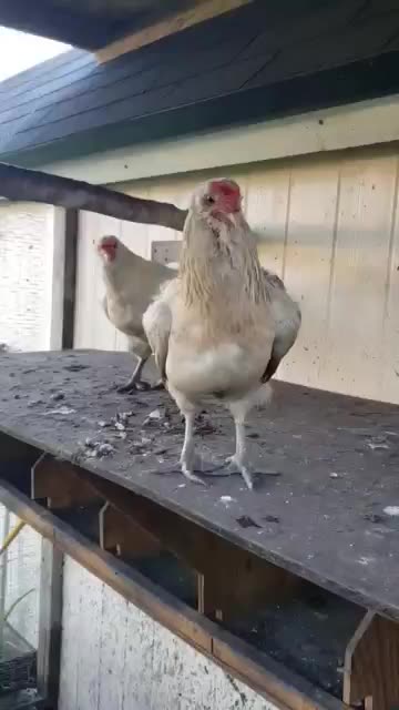 Hot Day For #chickenshorts