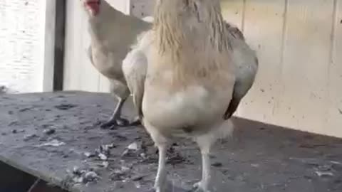 Hot Day For #chickenshorts