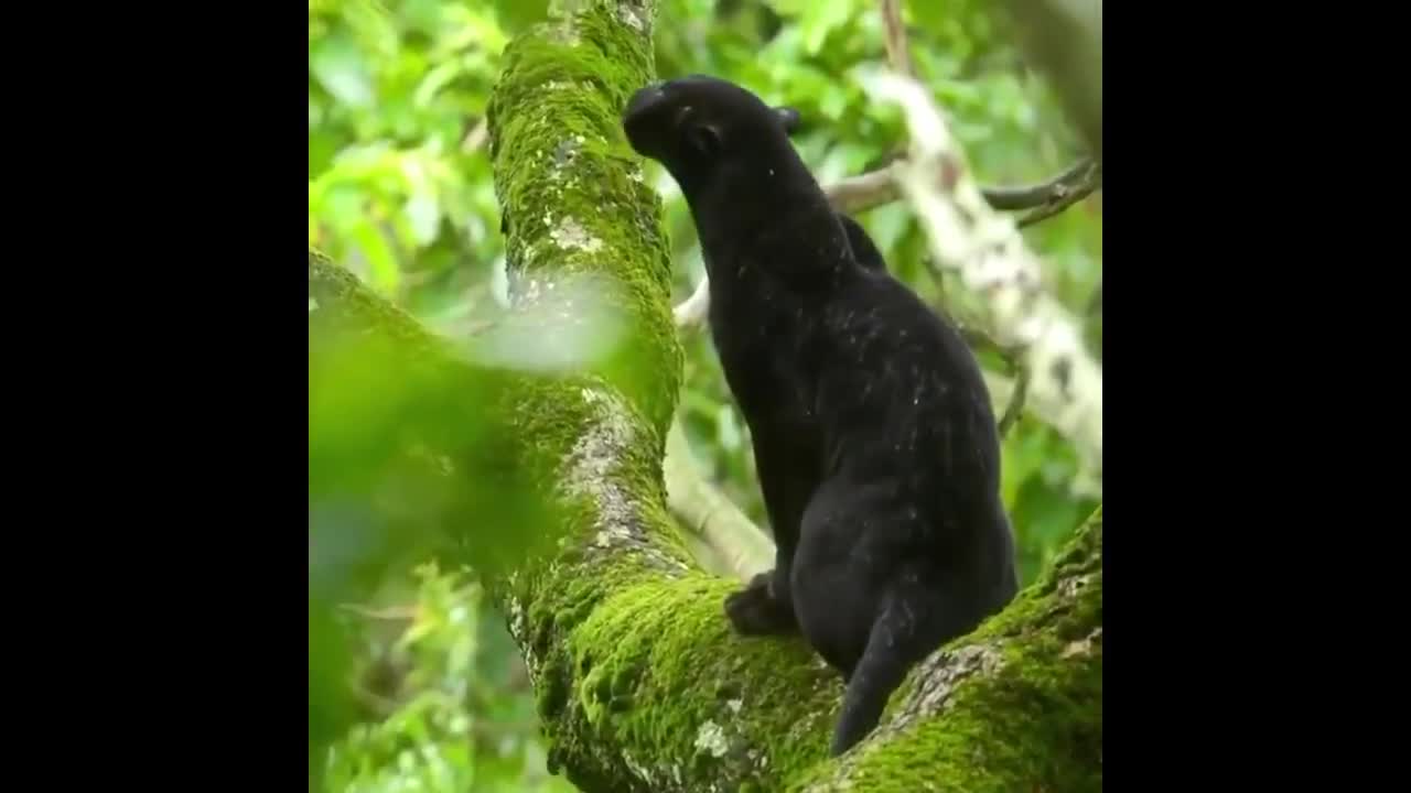 Panther in the Rain