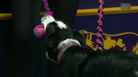 P!nk the border collie wins back-to-back titles at the 2024