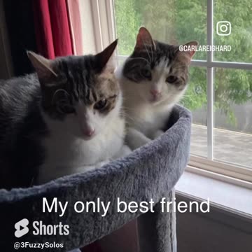 Best friends or Han’s shadow? Kylo follows Han everywhere #BestFriends #CatBrothers