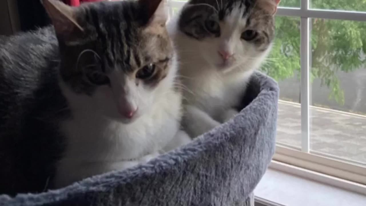 Best friends or Han’s shadow? Kylo follows Han everywhere #BestFriends #CatBrothers