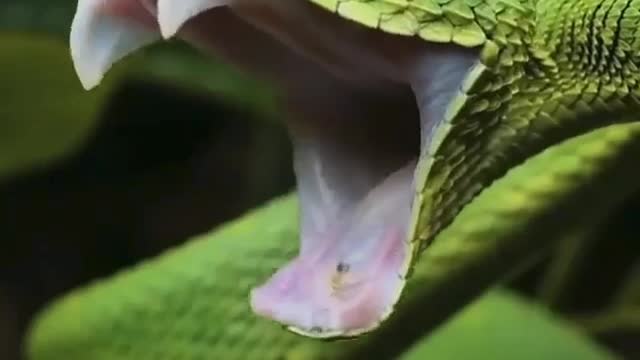 Severus snakes