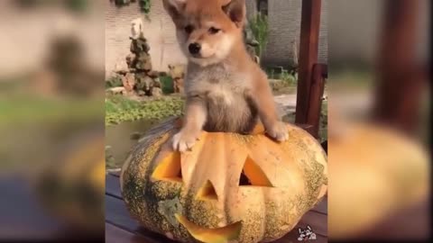 Compilado dos Vídeos Mais Fofos