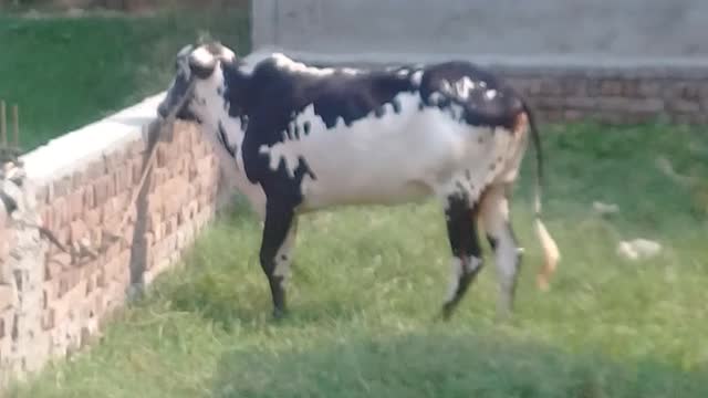 Animal Funny video