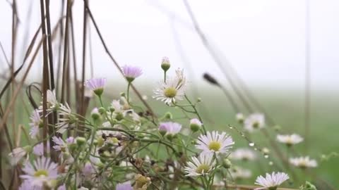 Relaxing Music | Sleeping, Meditation, Stress Relief | [6094] ⭐️