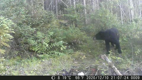 Wild Life Cam - Busy trail