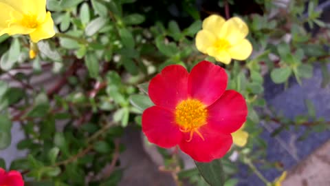 Soothe the mood：A beautiful flower, a beautiful butterfly