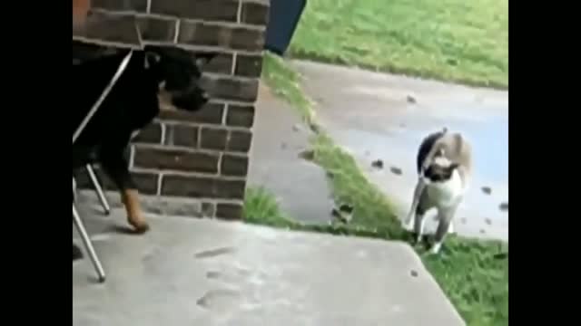 Funny cat fighting with a strong dog 🐆🆚🐕