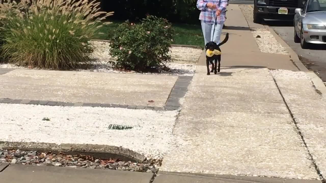 This Pooch Would Not Part From Her Favorite Stuffed Animal Even For A Walk