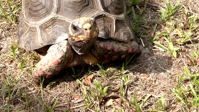 Walk in the Florida Sunshine with our Redfoot Tortoise