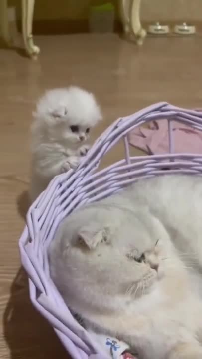 cute cat and funny cat shorts❤#shorts #cat #cutecat