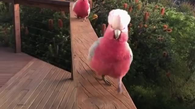Every day the most magical wild birds visit this woman's porch