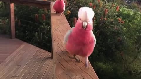 Every day the most magical wild birds visit this woman's porch