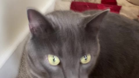 The brushing station is their favourite place!