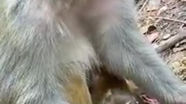 Really Sad For Newborn Monkey Baby Looks So Weak after Birth