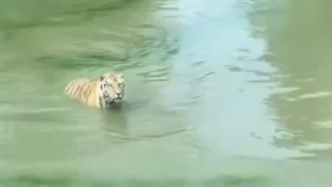 Hungry tiger in water