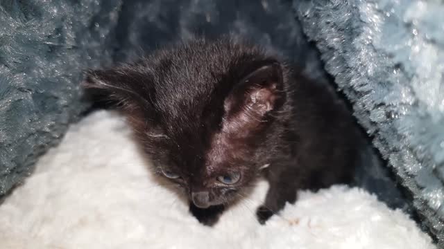 A very small kitty