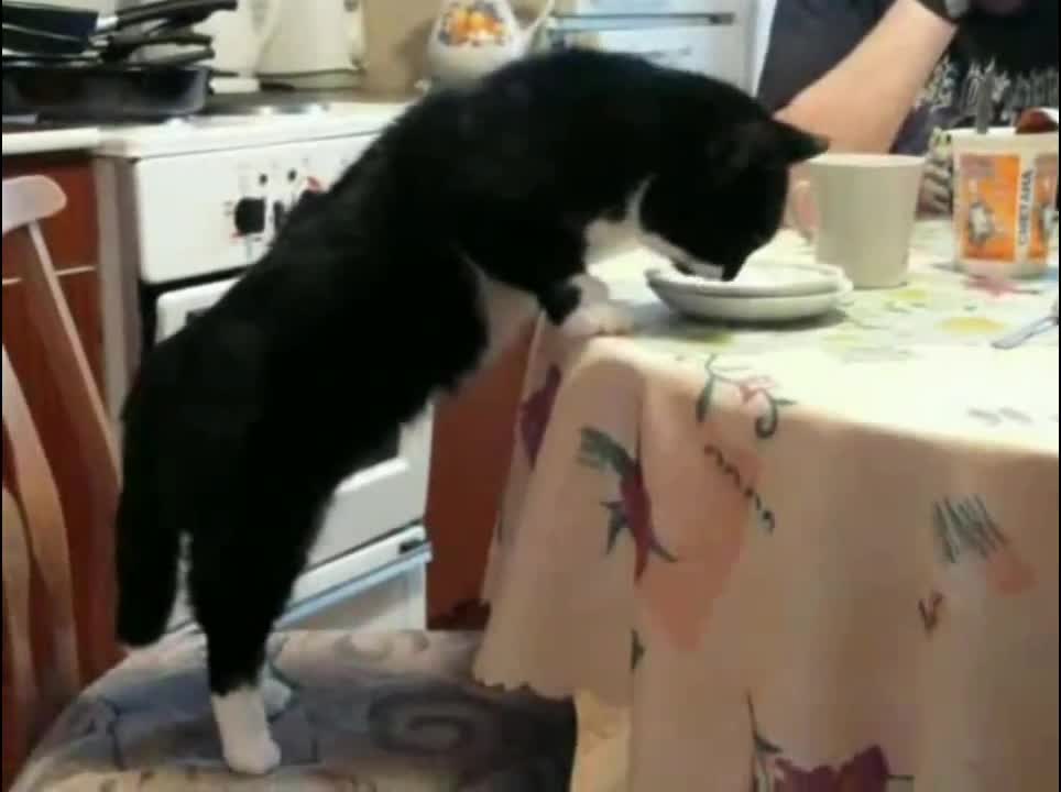 The cat is eating at the table.