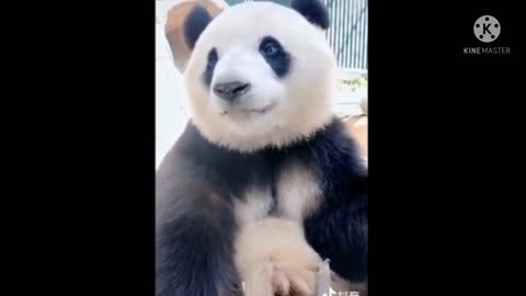 Panda video