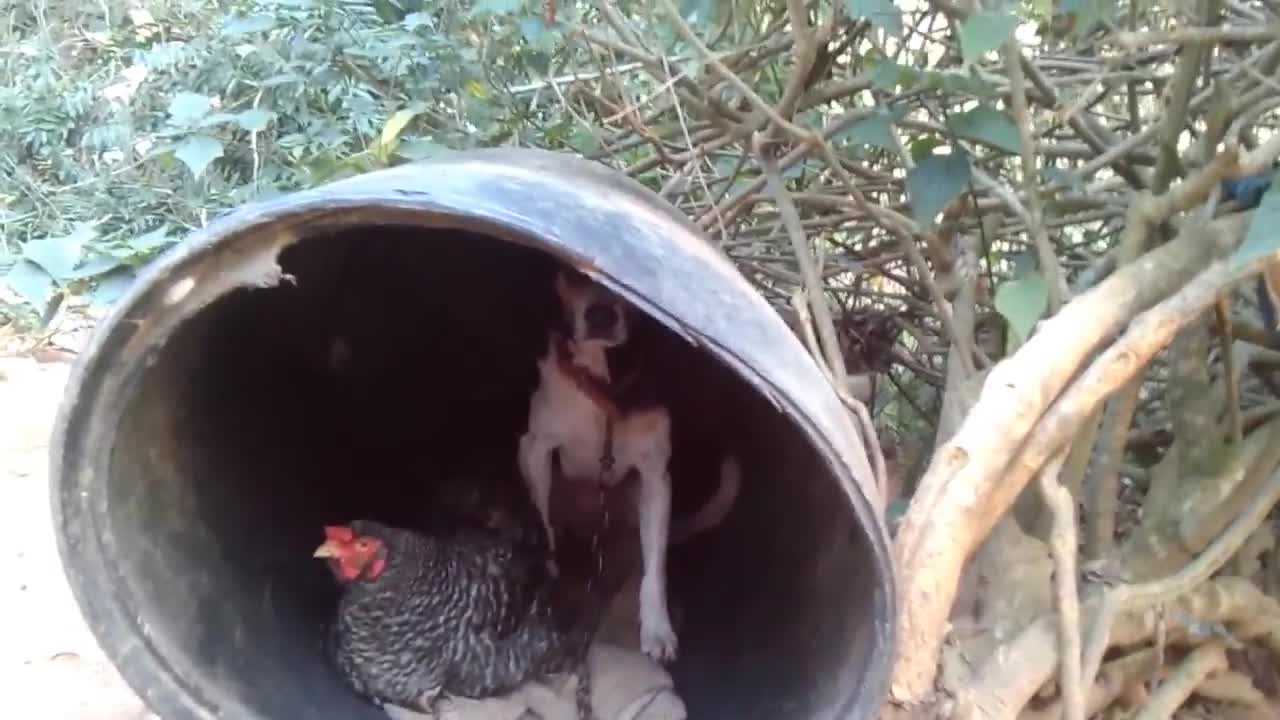 A most beautiful couple who love dog and chicken