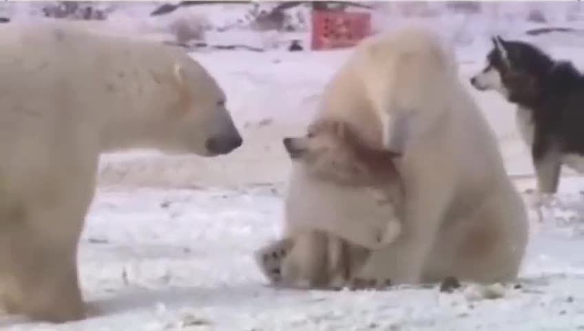 dog : no... let me go, i am not your baby| Cute animals images, Cute wild animals, ,