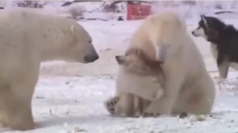 dog : no... let me go, i am not your baby| Cute animals images, Cute wild animals, ,