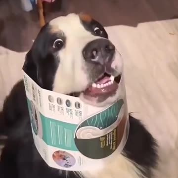 Funny Animal | Best of funny dogs video compilation