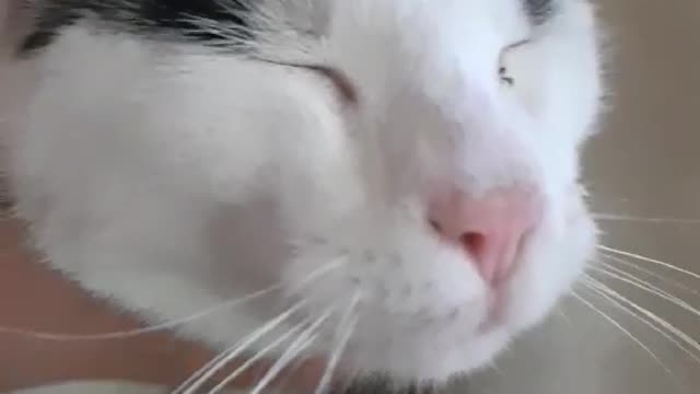 My adorable cat Cheda. I am putting him down to sleep. Very cute, heart warming video