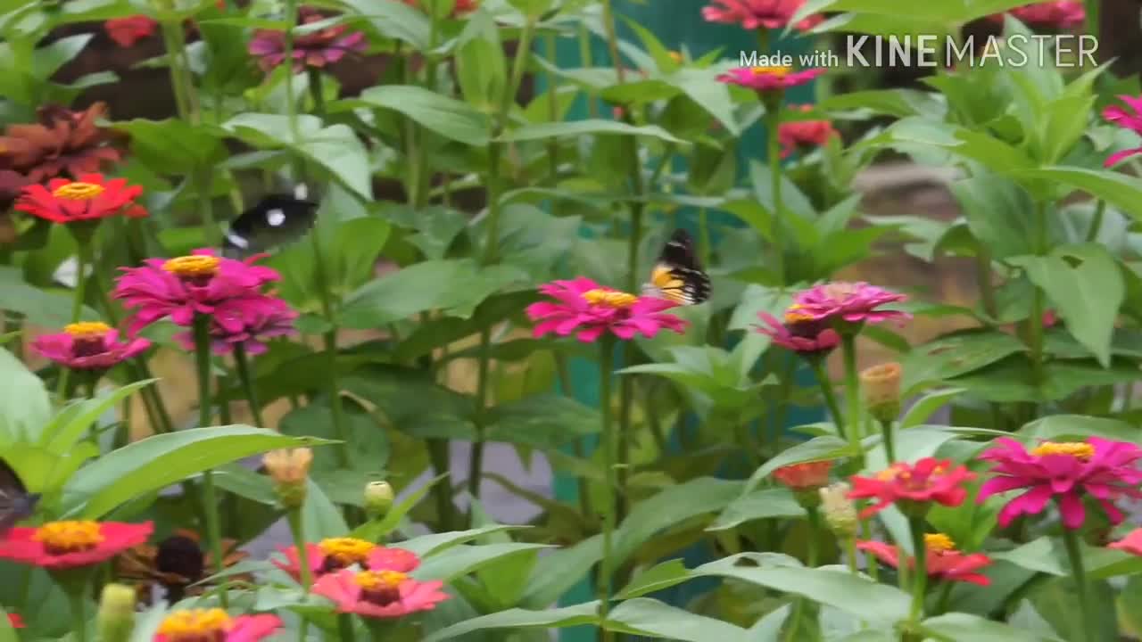 Vlog butterfly in flower garden