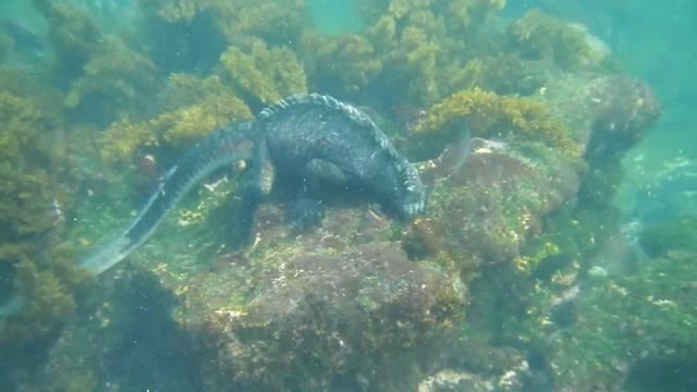 Ecuador: Marine Iguana, Galapagos