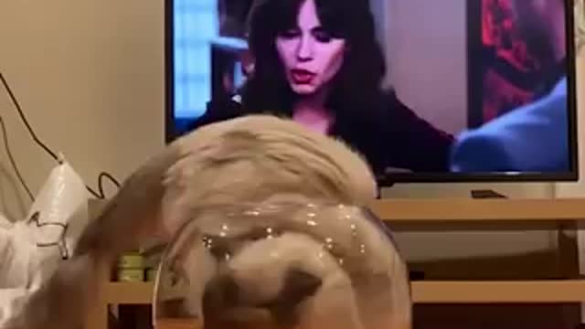 funny cat videos (3)