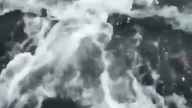 Man jumps on whale's back to free it from fishing line - אדם קופץ על לוויתן בכדי לשחרר אותו מחוט דיג