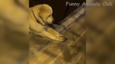 The dog are singing the dogs language song.