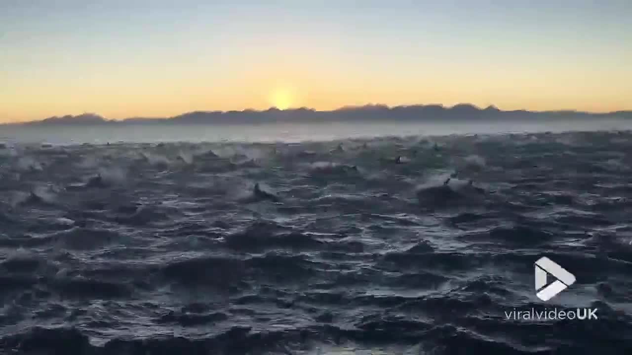 Watch A Super-Pod Of 2000 Dolphins Breach In This Mesmerizing Video