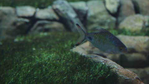 Beautiful fish swimming in the aquarium above the algae