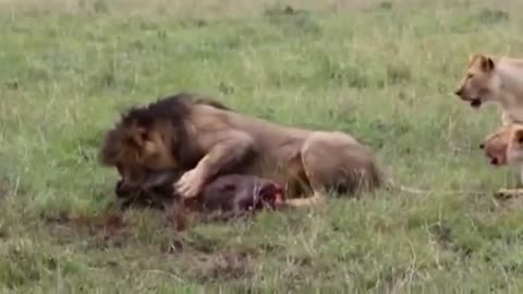 Lions vs Warthog