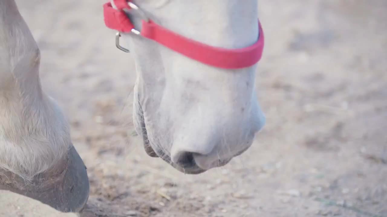 White horse knocking a hoof on the ground in the corral