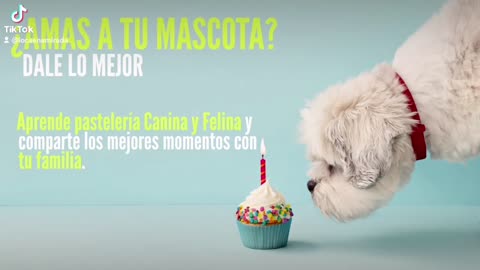 Pastelería canina y felinos ven emprende con este negocio