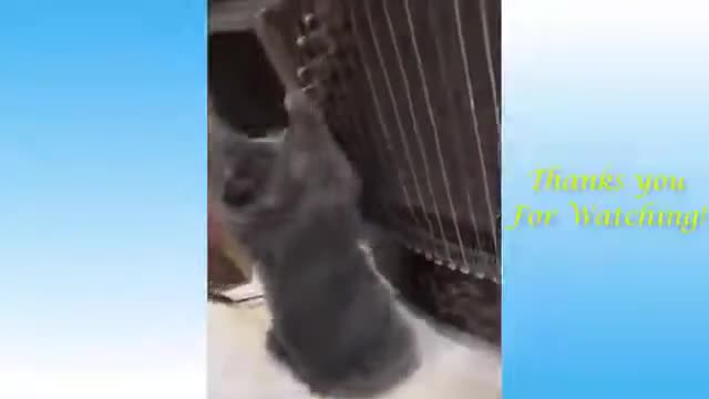 Funny Animals Video