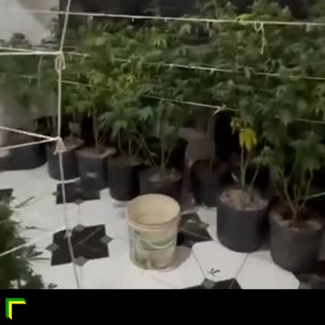 Estufa de maconha é encontrada em operação contra o tráfico na Maré