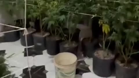 Estufa de maconha é encontrada em operação contra o tráfico na Maré