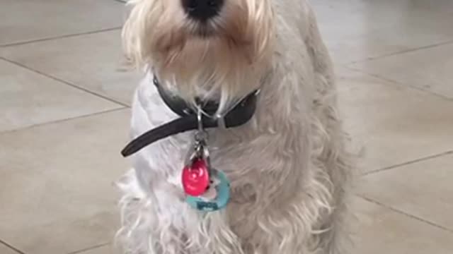 White dog growling at owner filming him