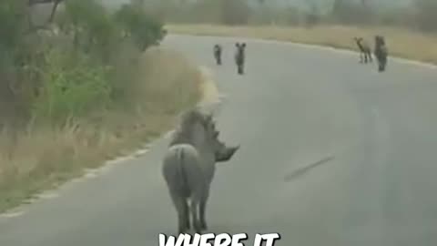 Funny Animal Moment