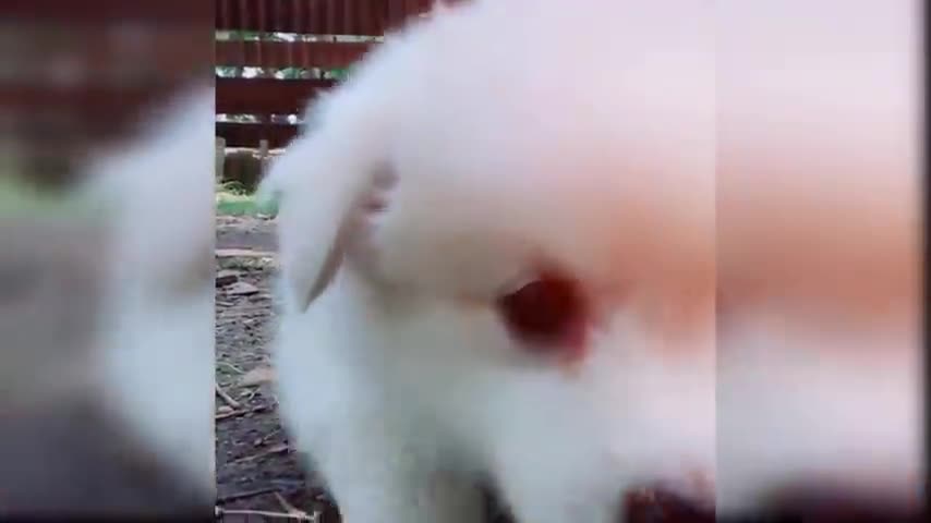 baby dog ―cut and funny dog vedio